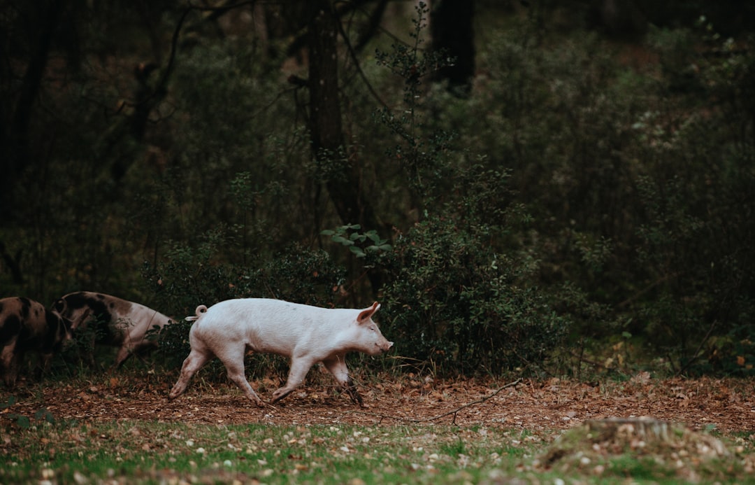 Photo Pig, tiara